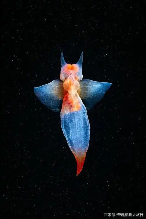 你知道"海洋天使"这种动物吗?小如扁豆,身形梦幻