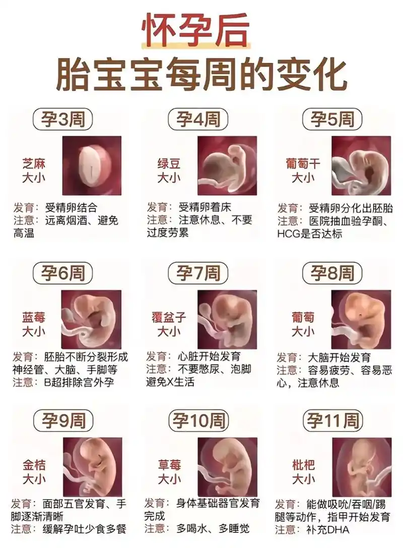 看看宝宝在妈妈肚子里的变化吧#孕周胎儿大小对照