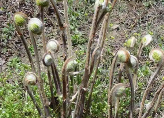 农村地区叫"雷公蕨"的野菜,是一种神奇的抗放射野菜!
