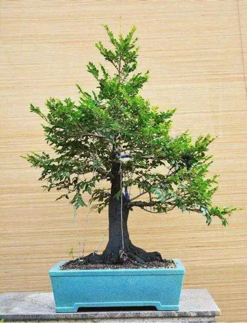 黑骨茶有黑色的枝干,叶子为浓绿色,经过攀扎修剪的黑骨茶 ,观赏性很强