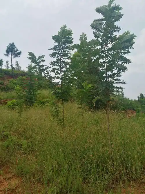 泓森槐——速生硬材树