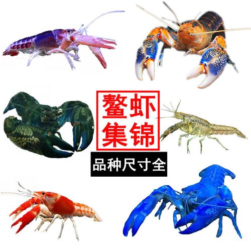 观赏虾大号淡水宠物龙纹火山天空蓝魔小龙虾水族活物虾观赏鳌虾贰