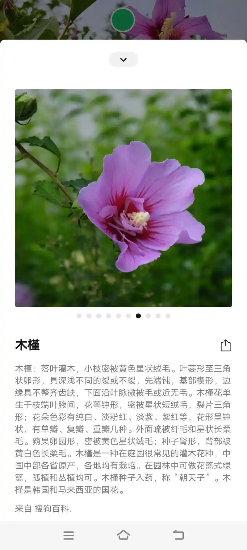 木槿 花语:温柔的坚持,永恒 #木槿花 #捕捉身边的花草 # - 抖音