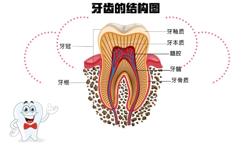 牙齿里面有空腔吗?它里面的结构是怎样的?