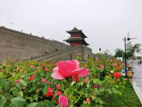 正定花开满城繁花似锦