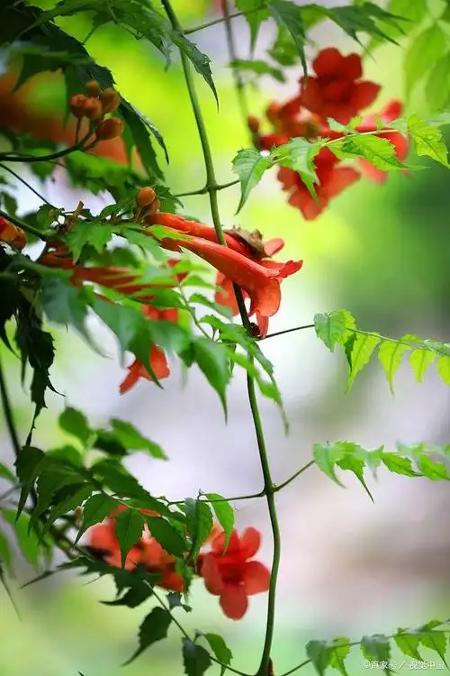 生如夏花,绽放绚烂,那些开在夏天里的花儿——凌霄花