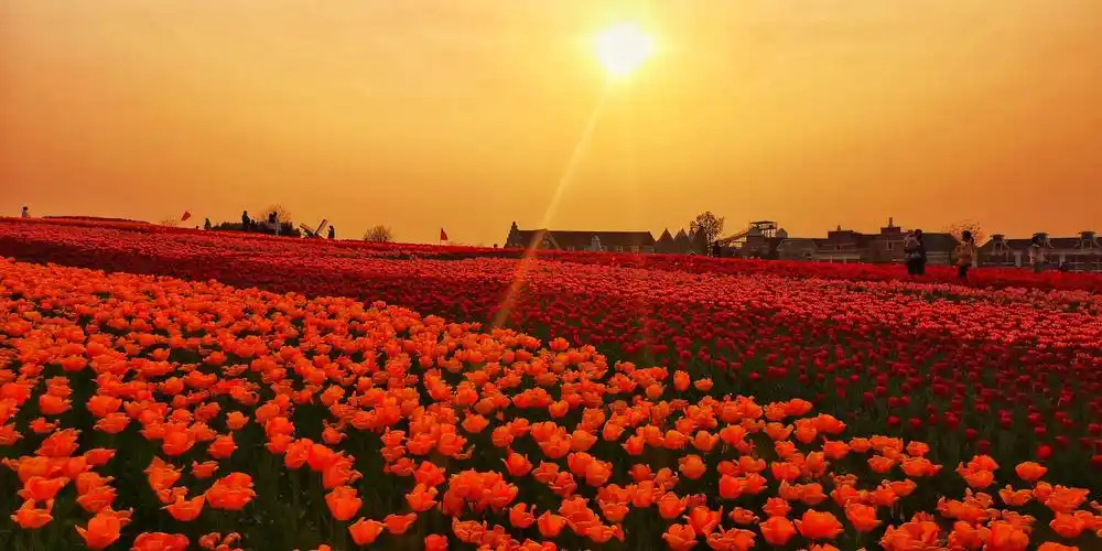 郁金香花海摄影拍摄学习