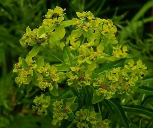 p>乳浆大戟(学名: i>euphorbia esula /i> linn.