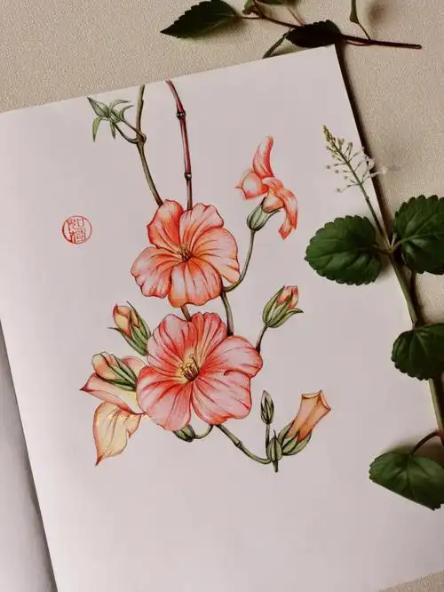 彩铅画  #手绘凌霄花