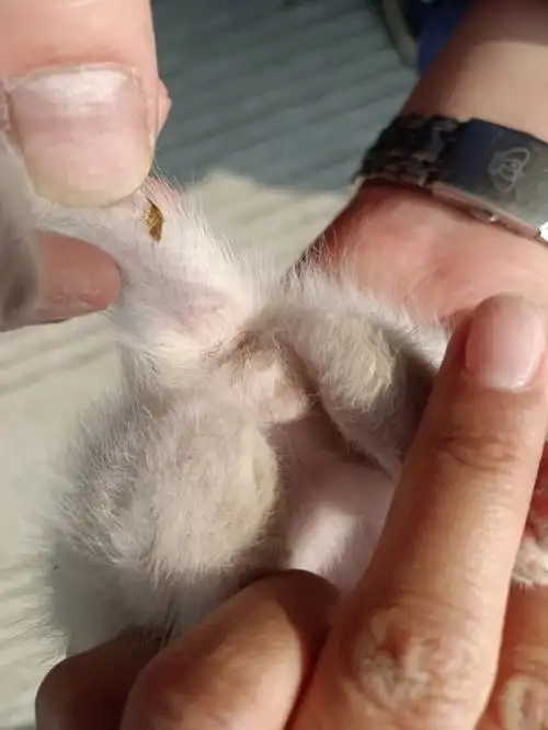 猫  #小猫  帮忙分辨一下公母闪送专家04-09回复公的吧查看更多坡论