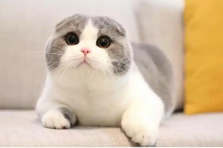 苏格兰折耳猫 纯种包健康 品质保障 全国发货