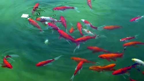 鱼儿鱼儿满池游