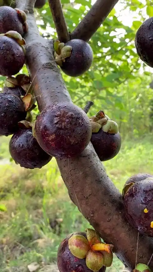 来看看树上的山竹