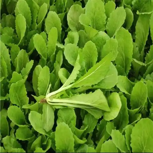 小白菜新鲜山东蔬菜嫩青菜农家自种绿叶菜现摘现发鲜嫩小白菜青1500