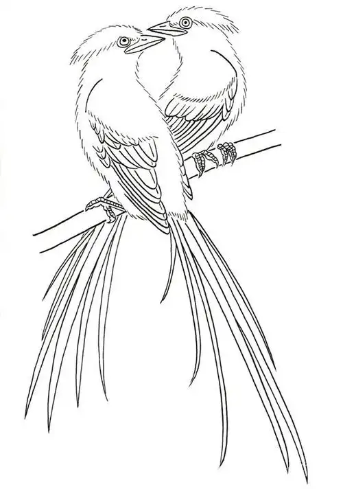 白描禽鸟蓝鹊的入门绘画教程(5)