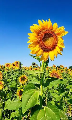 像向日葵一样,迎着阳光向上!