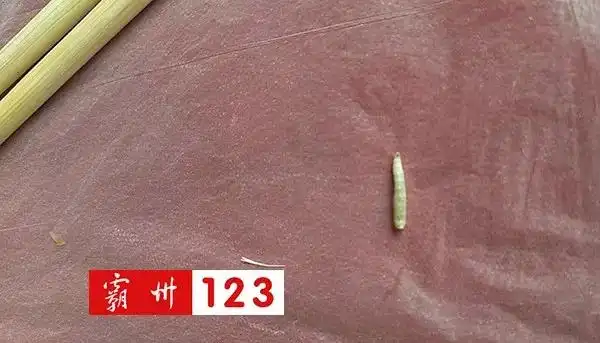 我就发现了异常,只见茄泥上有一只笔尖粗细的白色虫子,很像一只蛆虫