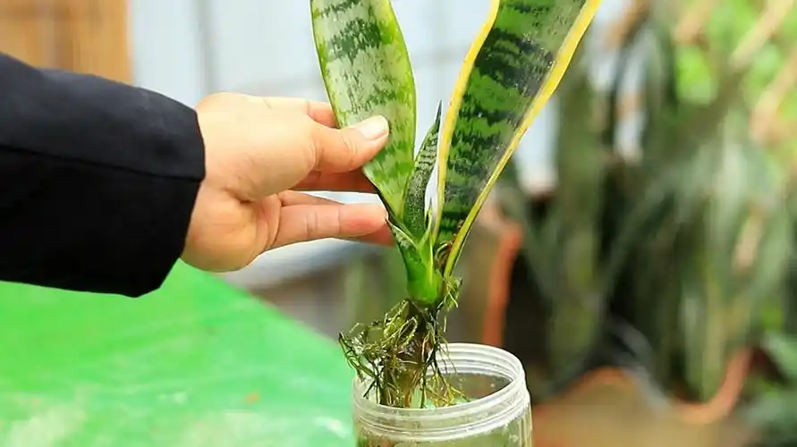 水培虎皮兰,15天生根,30月天发芽