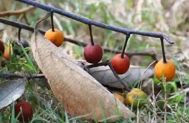 朴树的果实圆形橙黄色,果小