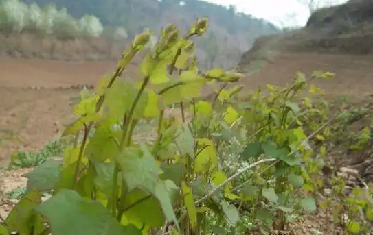 媳妇尖,野菜其他的还有黑老婆,白老婆,杏芽菜,马紫菜,灰碟菜等等的.