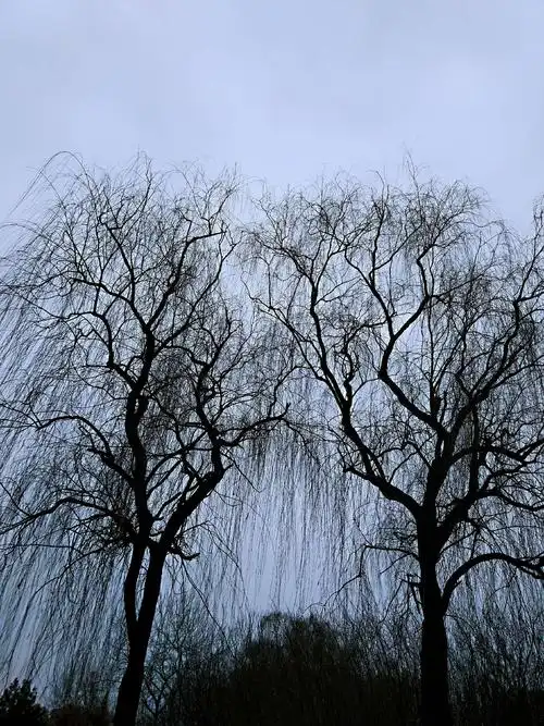 相依相偎的两颗柳树,在早春冷冽的风里,尚没有一丝的柔软,趁着灰白的