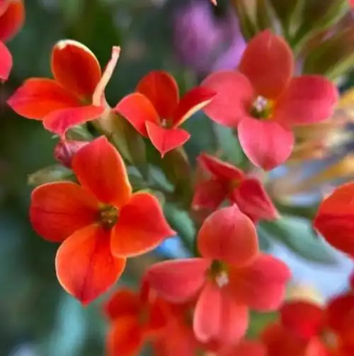 75个长寿花品种,一个比一个美,一起来认识一下吧!