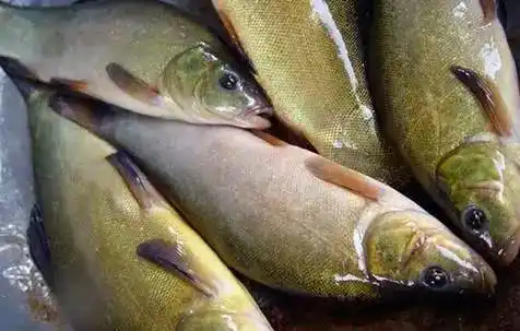 全球最贵产量最稀少的顶级食用鱼你见过几种