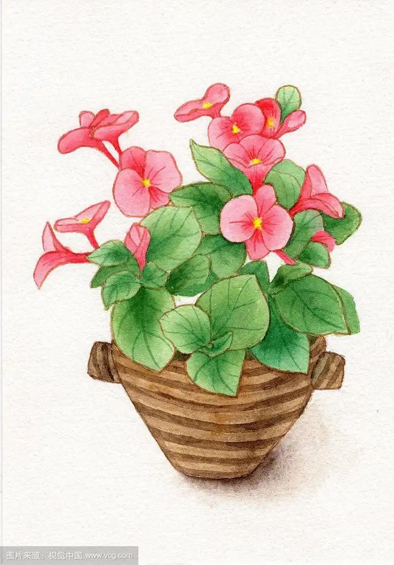 手绘水彩盆栽可爱绿植花卉元素插画素材