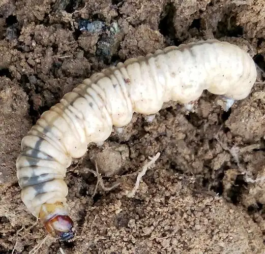 魔芋块茎里的虫子.这是什么虫子,成虫是什么,怎么防治?看图片.