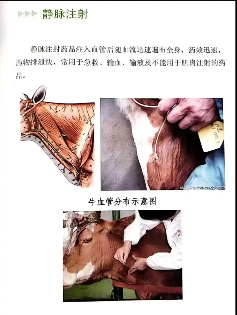 养牛知识.#抖音助农 @天运牧业 没事,瞅一瞅看一看#小牛犊 - 抖音