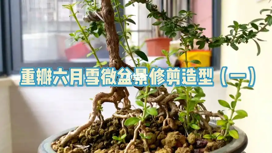 重瓣六月雪微盆景修剪造型一