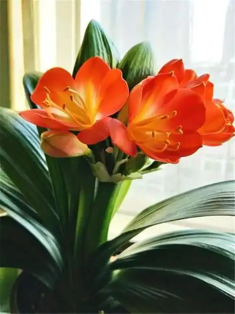 最名贵君子兰图片,最贵君子兰5000千万图片