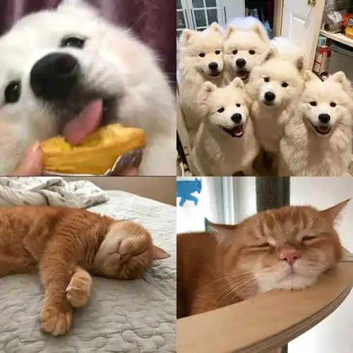 【头像】可爱萌宠动物头像