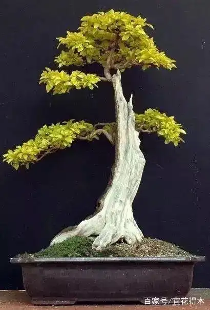 鬼斧神工赏盆景之十四:枯干式盆景