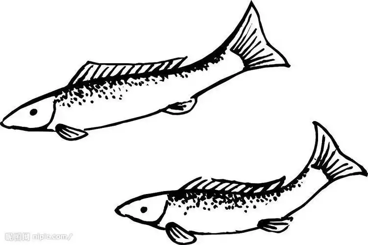 鱼内脏简笔画 简笔画图片大全-普车都