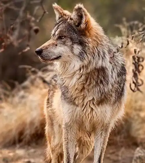 心理学3条狼谁最凶狠测你晚年生活是否幸福