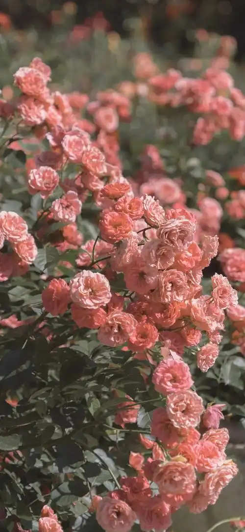 壁纸神仙壁纸少女心lomo花ins背景图