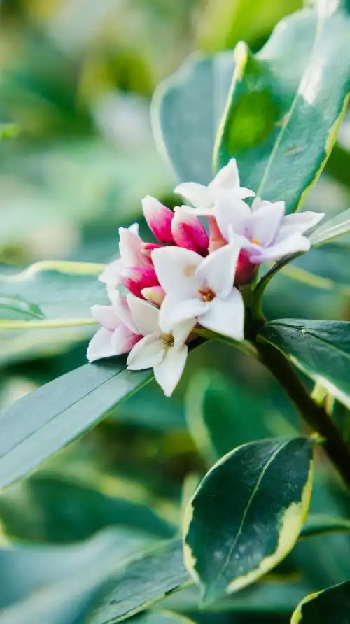 这叫瑞香树吗? - 趣拍手机拍摄 - 图虫