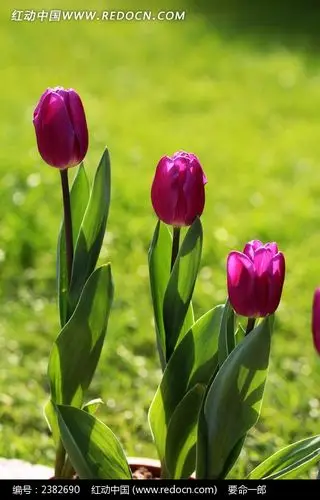 三朵紫色郁金香