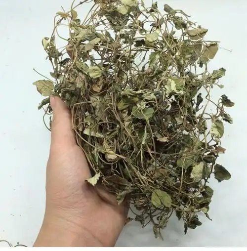 中药材金钱草中草药四川正宗大叶金钱草干茶过路黄溶石草 四川金钱草