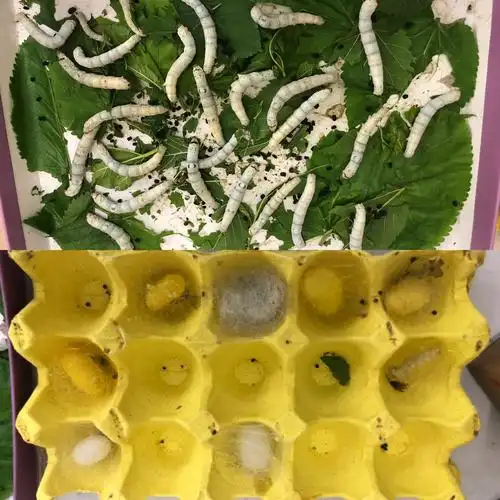 4月特别事件(二):蚕宝宝很多都吐丝了,陆老师给每个蚕宝宝找了一个家