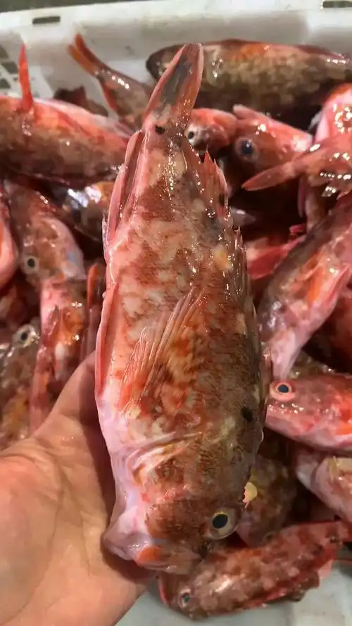 石翁鱼石九公野生个头虽小全是精华,煲汤特别鲜美,味道鲜美,也可红烧