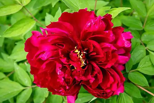 洛阳牡丹花会图片_洛阳牡丹花会高清图片大全_洛阳牡丹花会图片素材