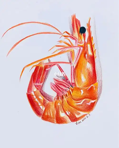 彩铅大虾临摹有部分步骤