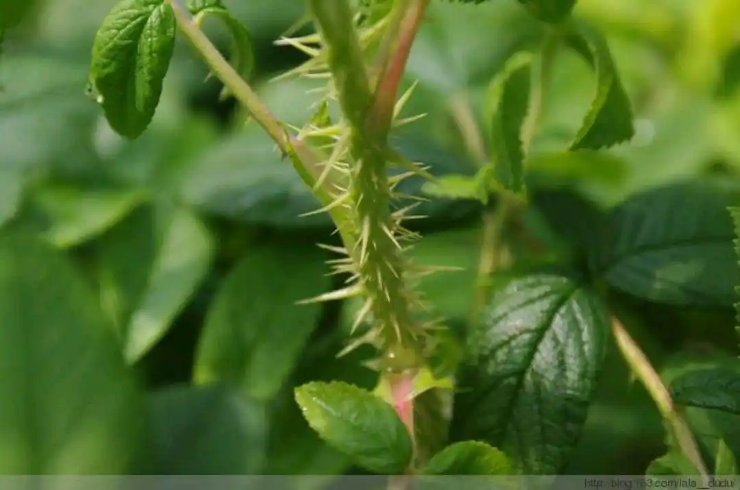 玫瑰花茎刺比较稠密