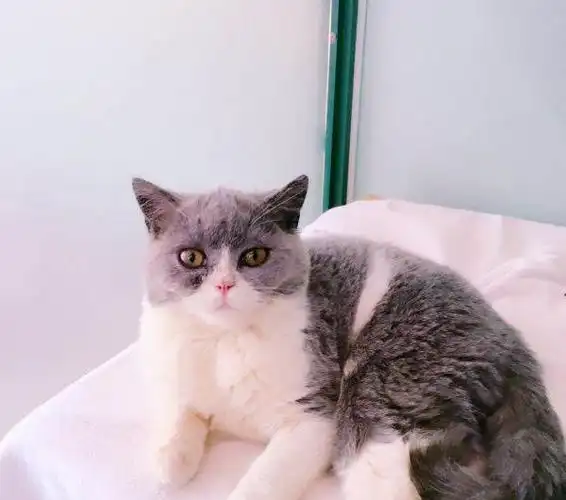 英短蓝白正八面仔仔