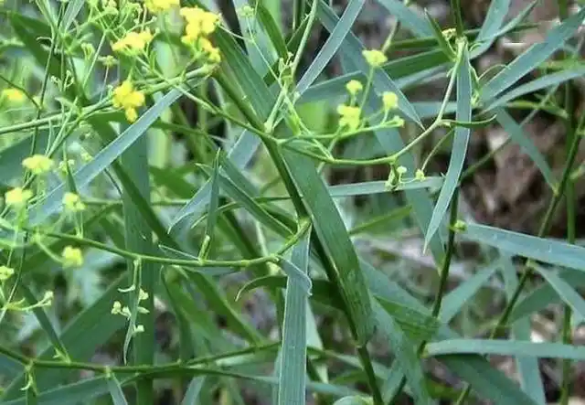 在农村有1种柴胡像杂草如今1斤150元买不到名贵