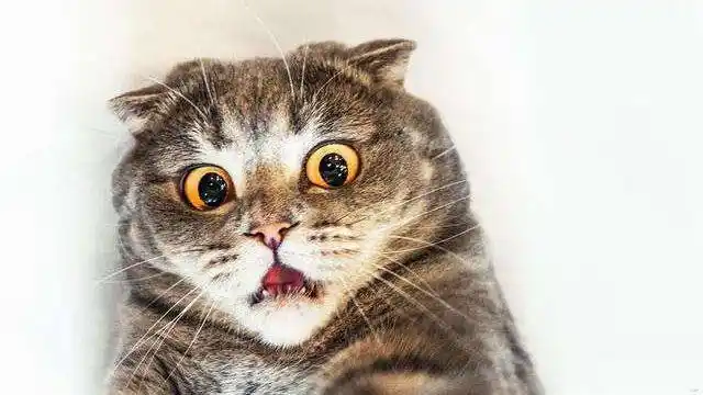 被面具吓飞了的喵星人