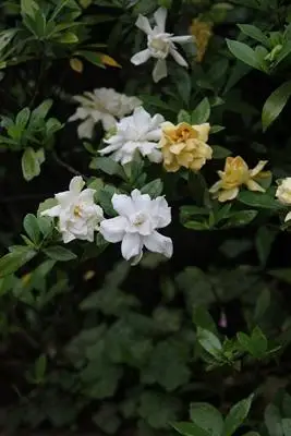 图3 重瓣栀子花.jpg