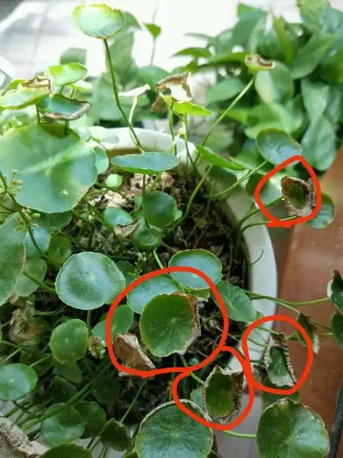 养铜钱草只浇水可不行注意3点2月长出铜钱叶
